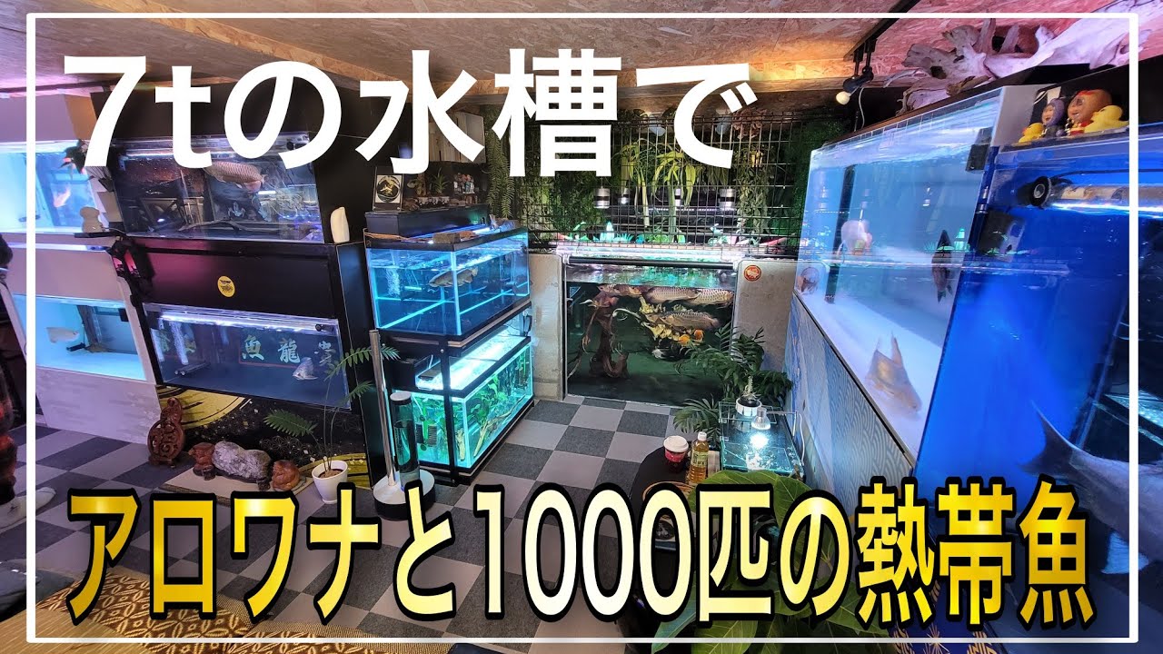 【衝撃映像】圧巻の水量７ｔの水槽にアロワナの群泳と１０００匹の熱帯魚が一緒に暮らす奇跡‼　ルームツアー　aquarium　アクアリウム　熱帯魚　水槽　水草　流木　アロワナ