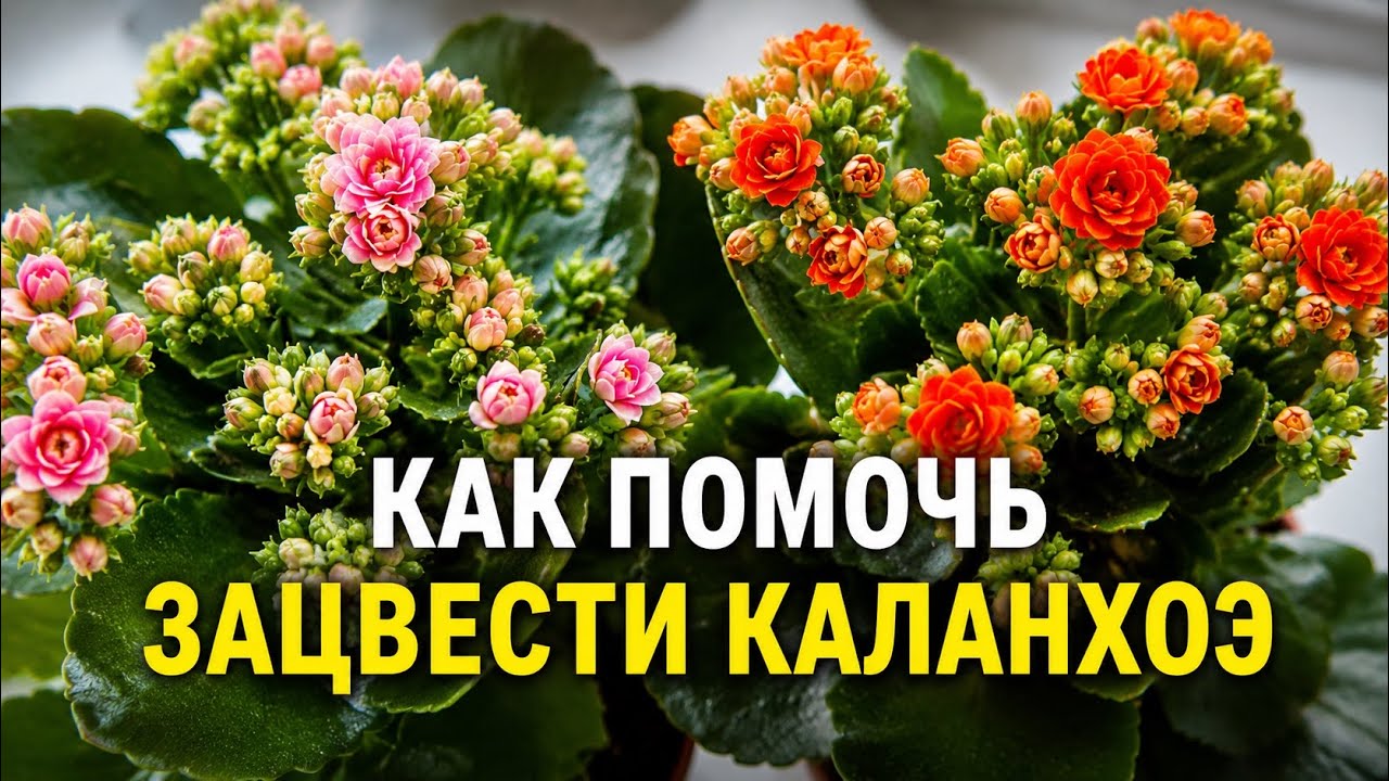 Каланхоэ- как добиться магазинного цветения дома .  Каланхоэ уход в домашних условиях#каланхоэ