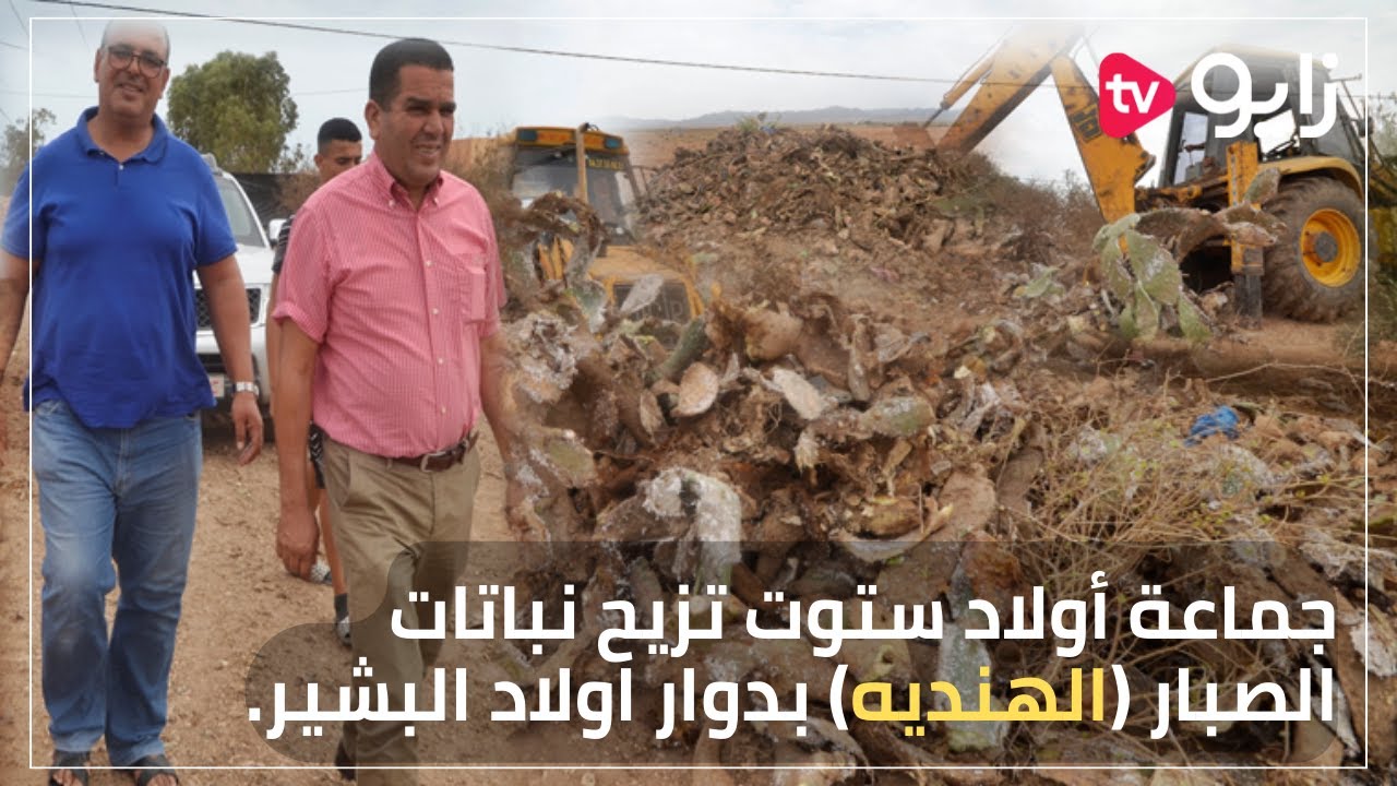 جماعة أولاد ستوت تزيح نباتات الصبار (الهنديه) بدوار اولاد البشير.