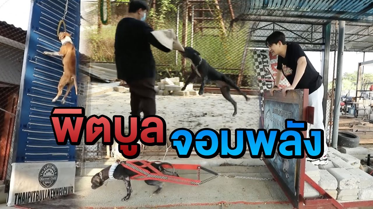 พิตบูลจอมพลัง | ไทยทึ่ง WOW! THAILAND