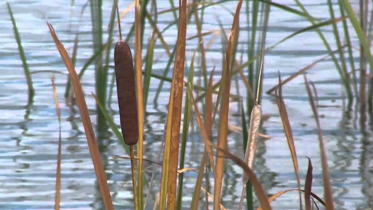 Murtaugh Lake