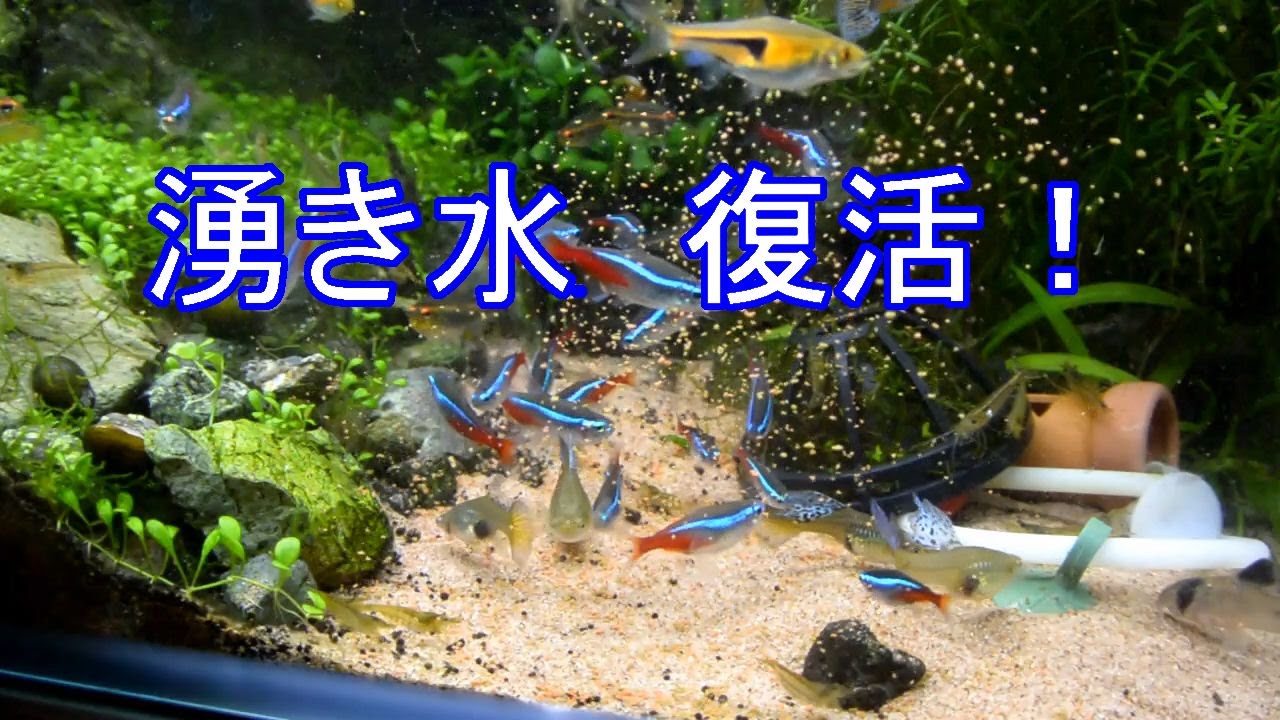 湧き水システム復活！　化粧砂のスマートな入れ方