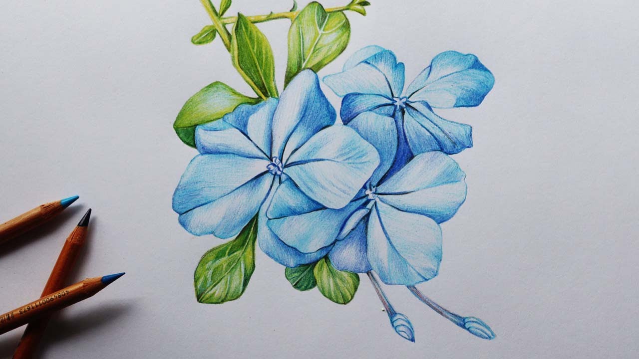 Plumbago Flowers Drawing in Color Pencils | Flower Drawing | How to Draw Flowers