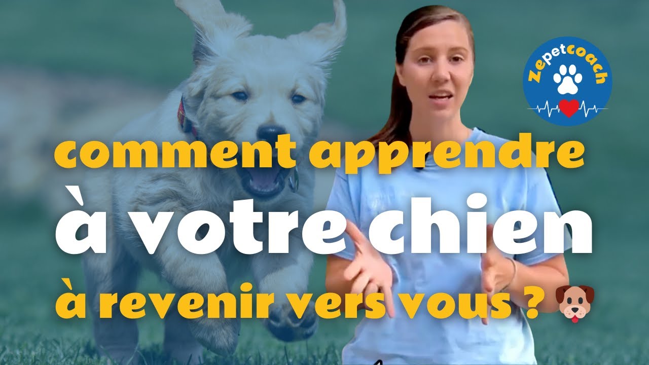 Le rappel : comment apprendre à votre chien à revenir vers vous ? 🐶