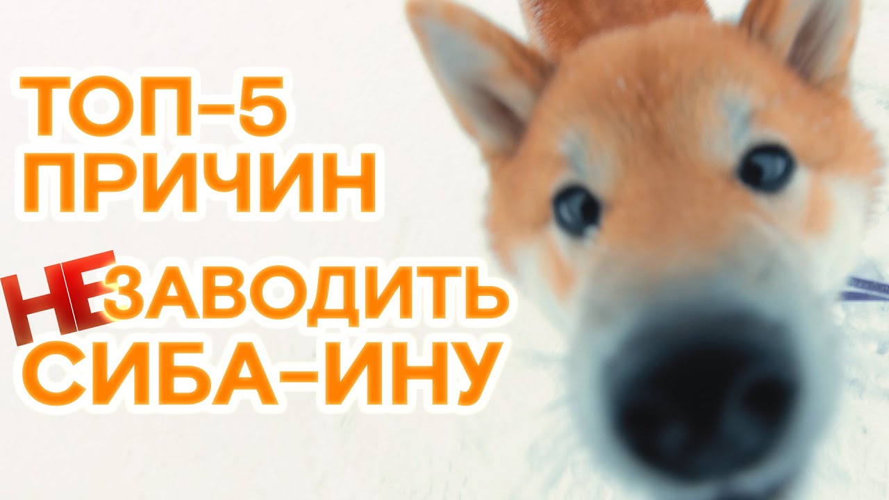 ✔ Сиба-ину: ПОЧЕМУ НЕ СТОИТ ЗАВОДИТЬ? Разоблачение