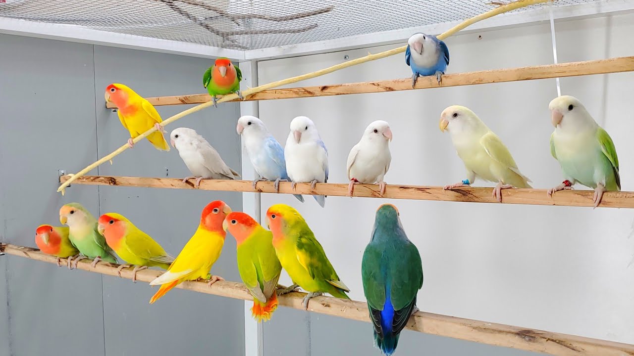 Lovebirds sounds make your birds feel happy 
