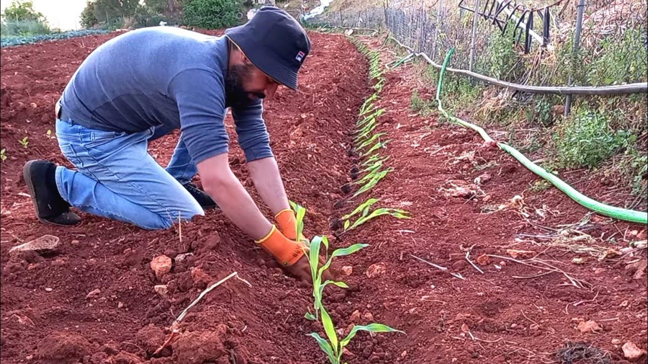 افضل طريقة لزراعة الذرة🌽