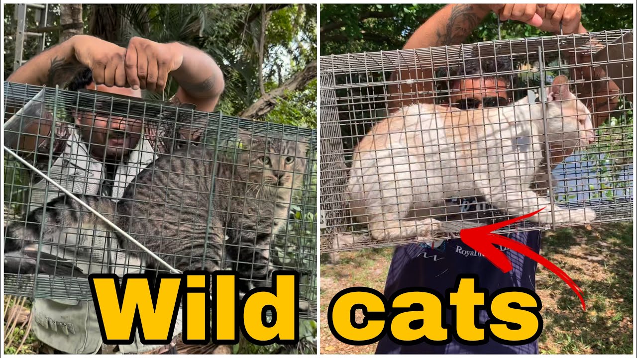 Wild Feral Cats Trapped in Florida! NOW WHAT?!?
