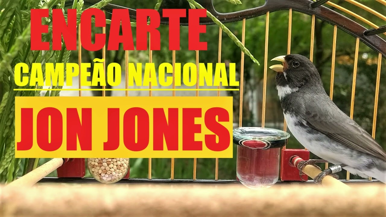 ENCARTE COLEIRO JON JONES CAMPEÃO NACIONAL COM INTERVALO