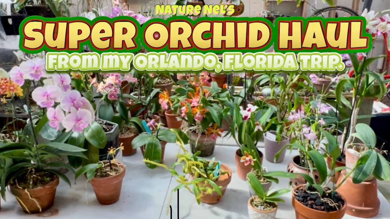 Awesome haul! Bringing back some incredible orchids from Apopka,the nursery heaven city in Florida.