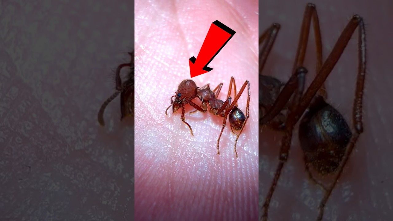 How did this soldier ant die?🧐