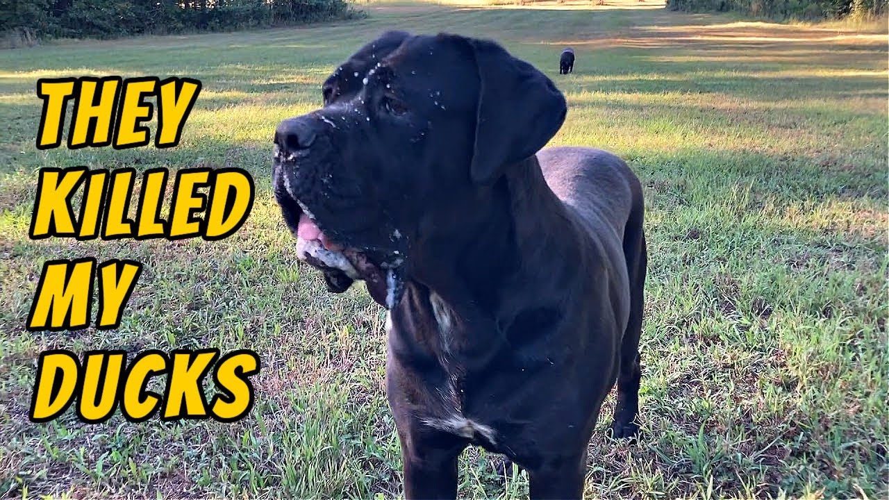 They k!lled my ducks 😕 🦆| Twelve Titans Kennels
