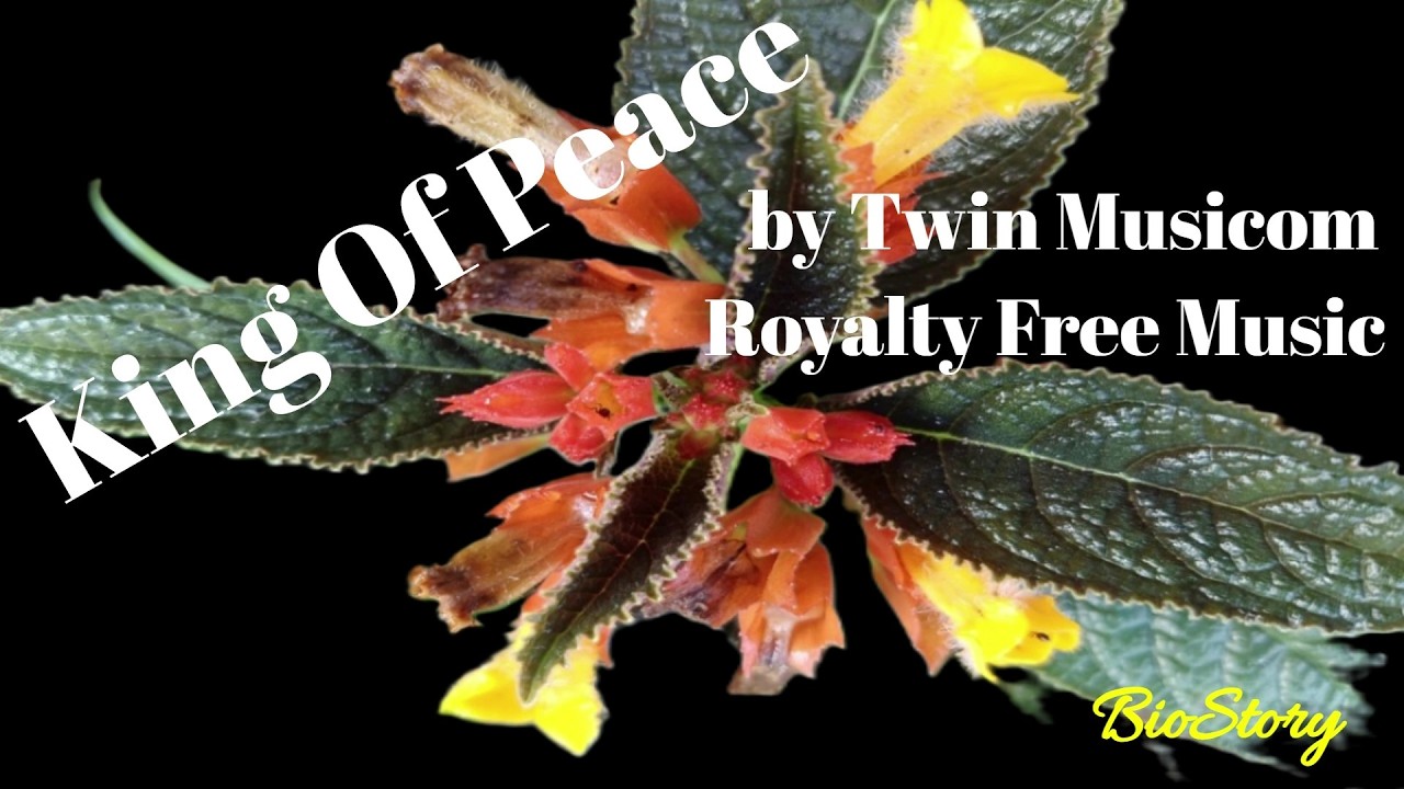KING OF PEACE от Twin Musicom [Фоновая музыка без авторских прав]
