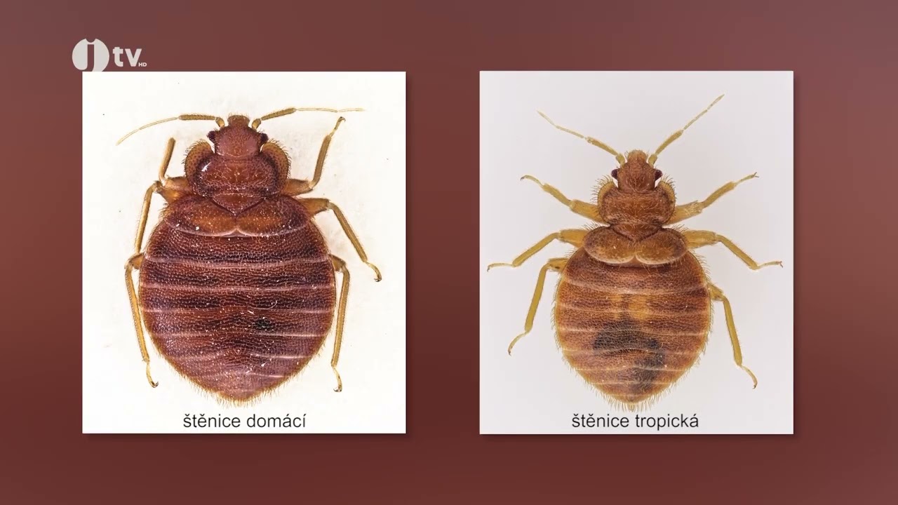 Život je věda - štěnice kam se podíváš