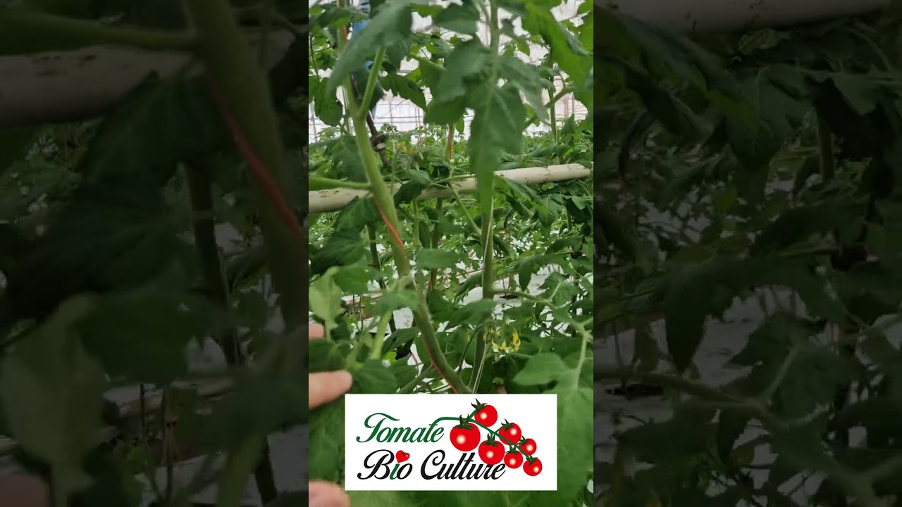 Rosii Bio cherry, Tomate, BioCulture Cluj