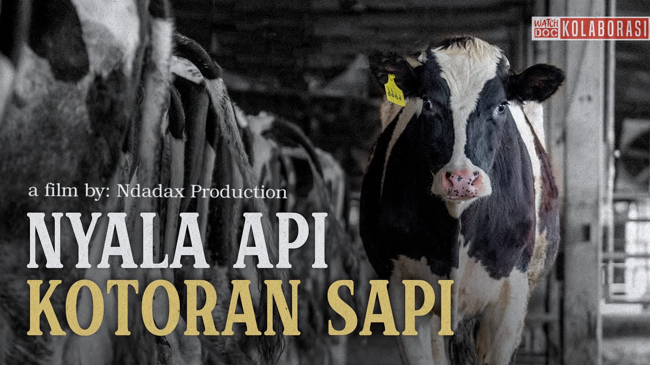NYALA API KOTORAN SAPI: Produksi Biogas oleh Warga Cangkringan, Sleman, Yogyakarta.