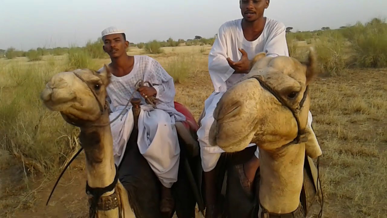 ود الطيب والجضيع 2