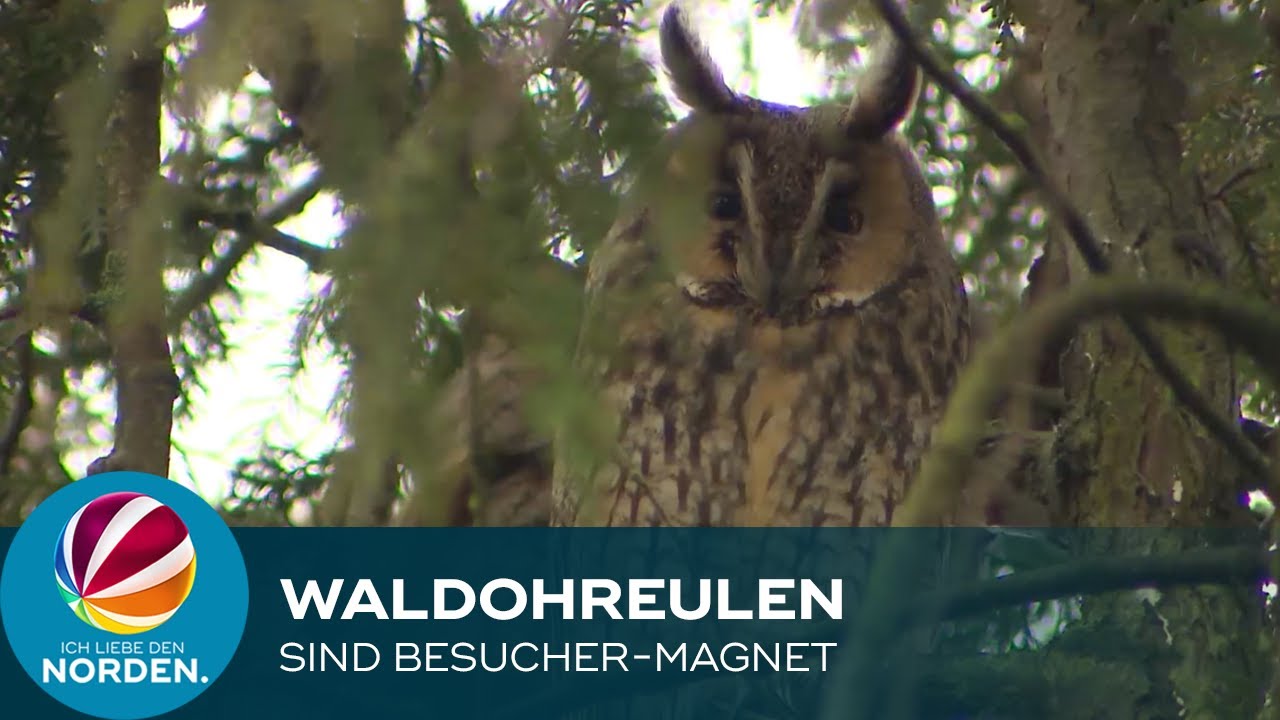 Waldohreulen in Bremen-Findorff ziehen Besucher an