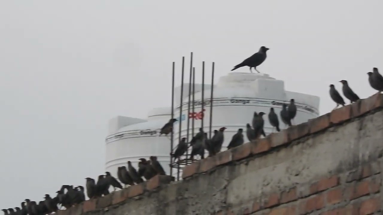 Bank myna