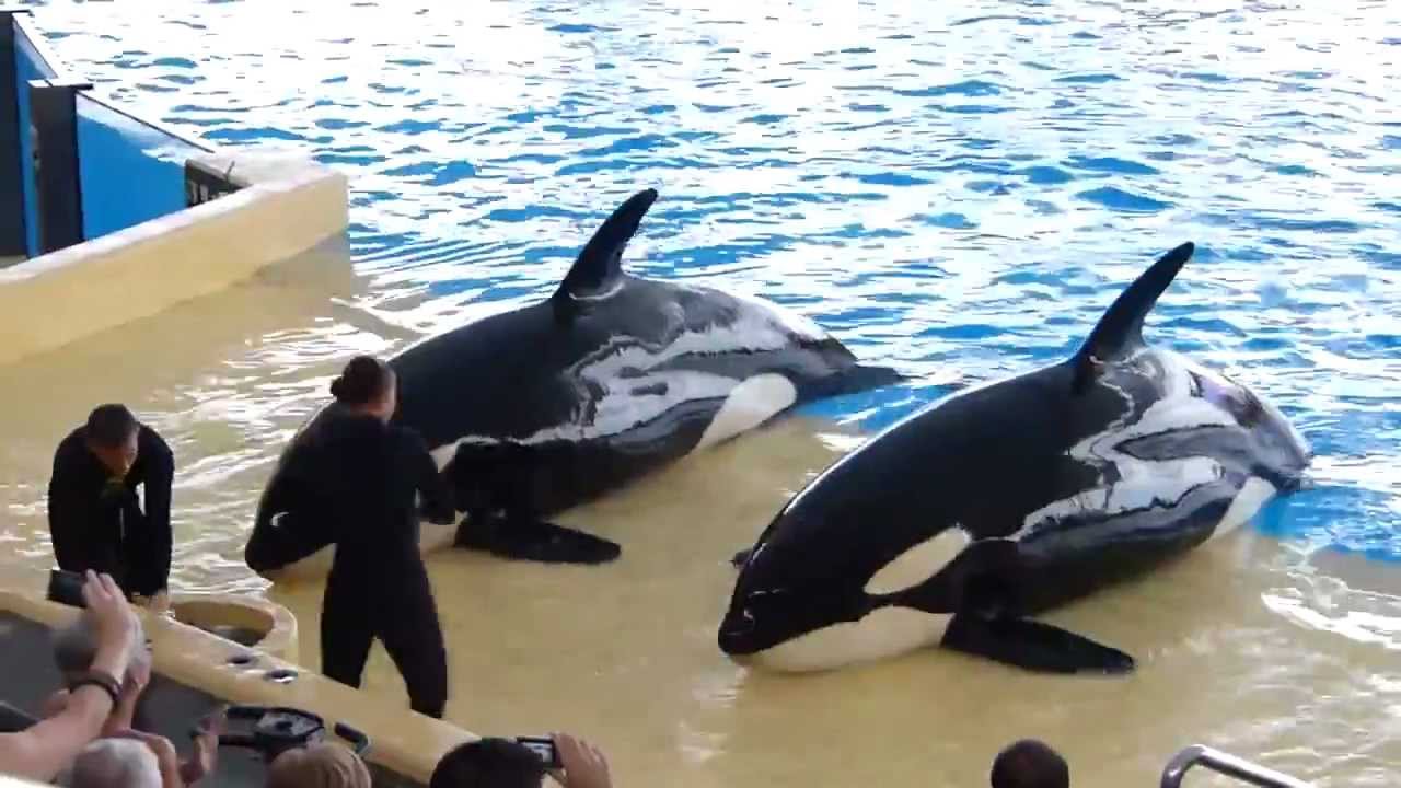 Orcas (Show) [Loro Parque - Tenerife 2.11.12]