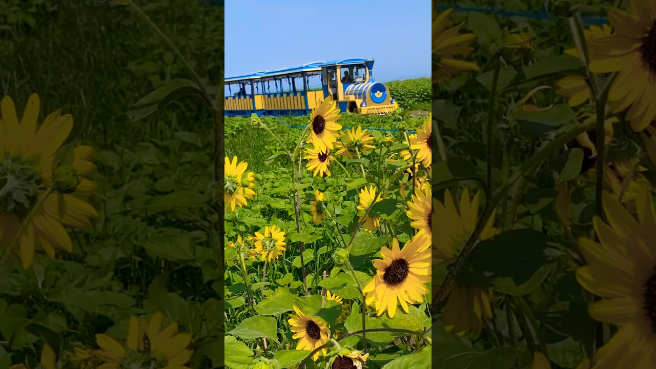 Beautiful sunflower fields in Japan🇯🇵#japan #countryside #sunflower #travel #summer #beautiful