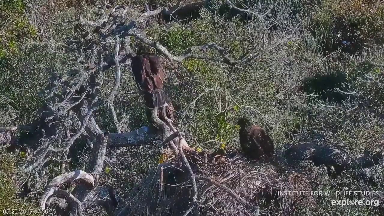 Fraser Point Bald Eagle~Eaglet's fall out of the nest and the return~05-20-2019