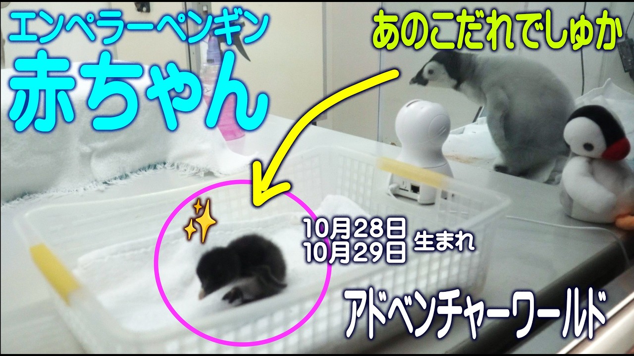 【新しい命誕生！おともだちきた～】エンペラーペンギン赤ちゃんの側で黒い子・体重測定とごはん２８日２９日生イワトビペンギンの赤ちゃん