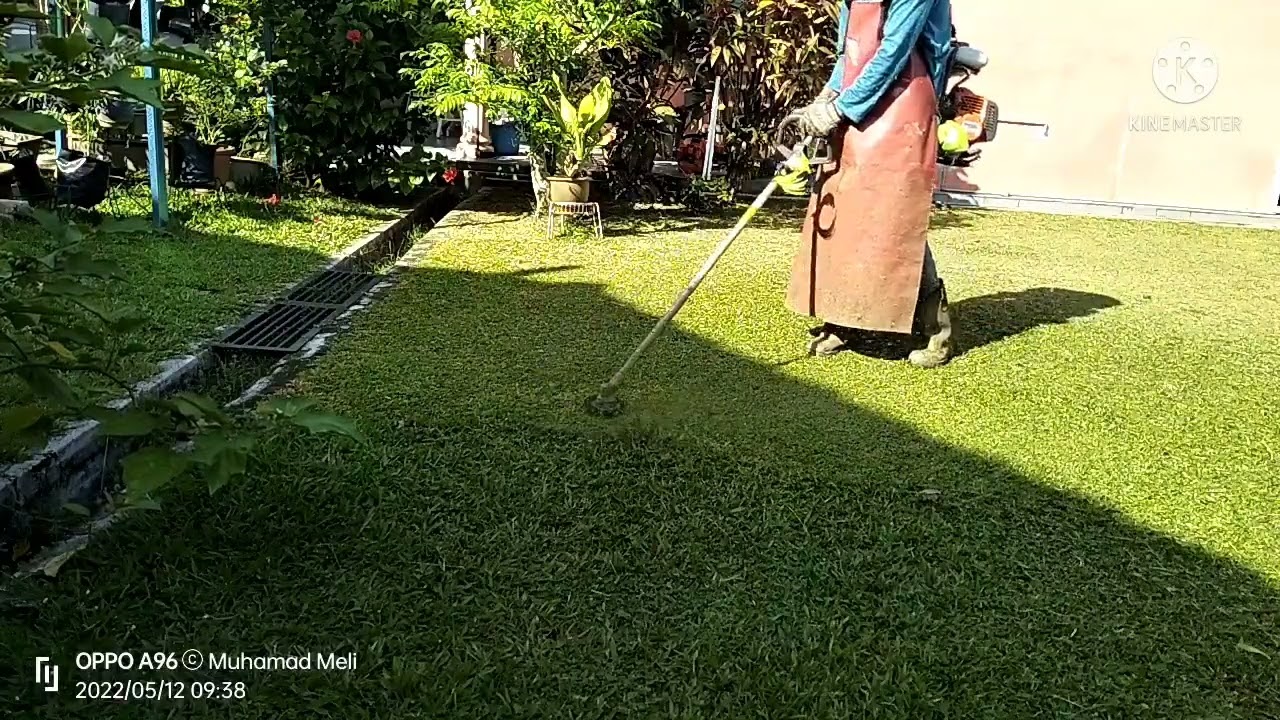 Tip potong rumput agar kemas dan rapi seperti rumput karpet