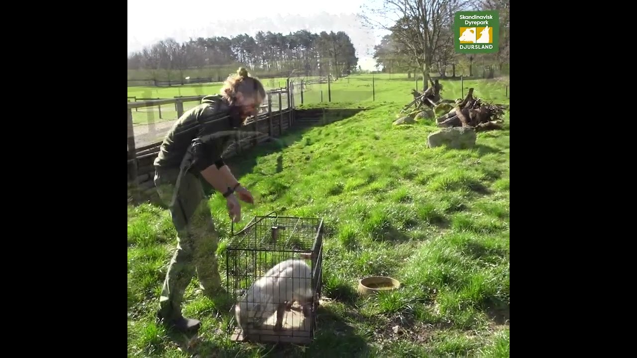 Nye polarræve i Skandinavisk Dyrepark