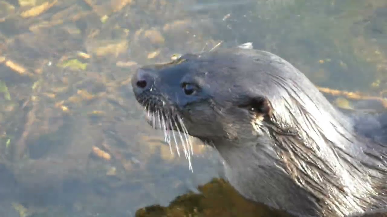 Cork City Otter in the morning.