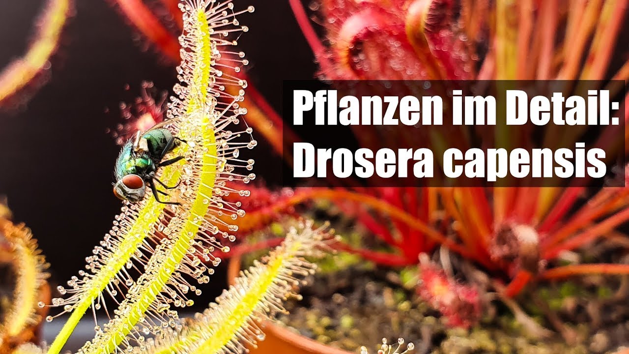 #57 N&uuml;tzliche fleischfressende Pflanze gegen Fruchtfliegen und andere Insekten