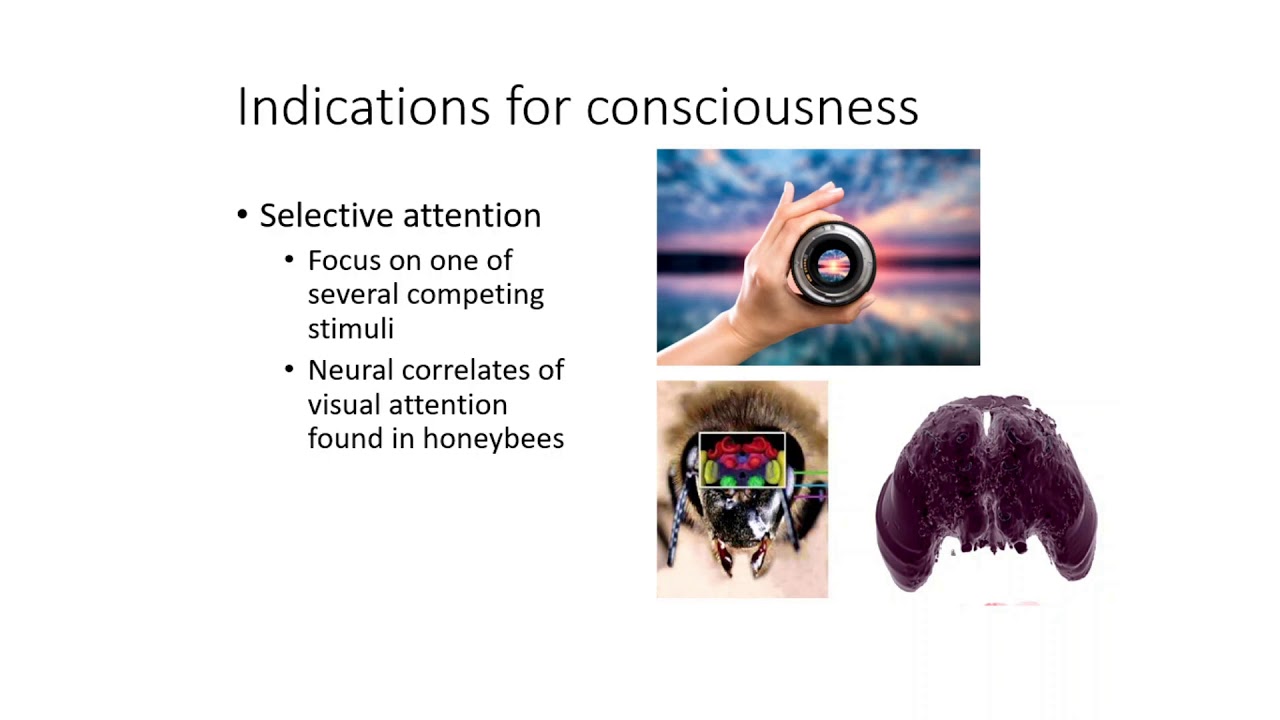 Are invertebrates such as insects sentient? Stijn Bruers [IARC2019]