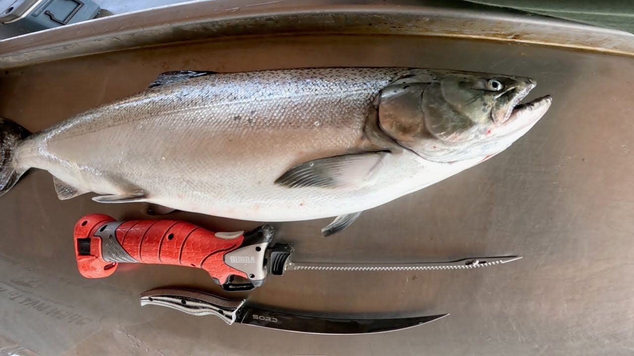 Electric Vs Fillet Knife How to  Fillet Fish