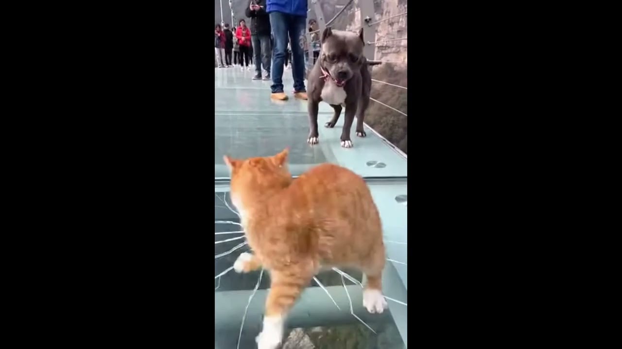 so funny #viral #trending #short