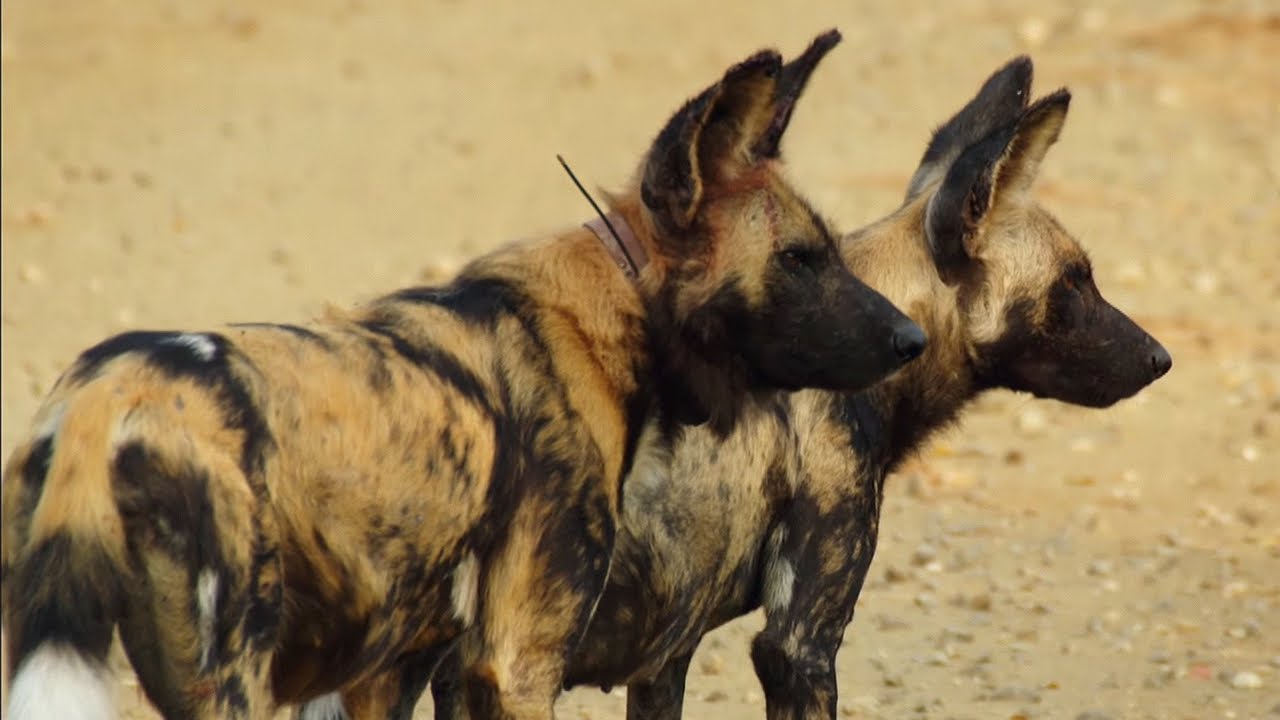 Loving Wild Dogs Hunt Together | Animals In Love | BBC Earth