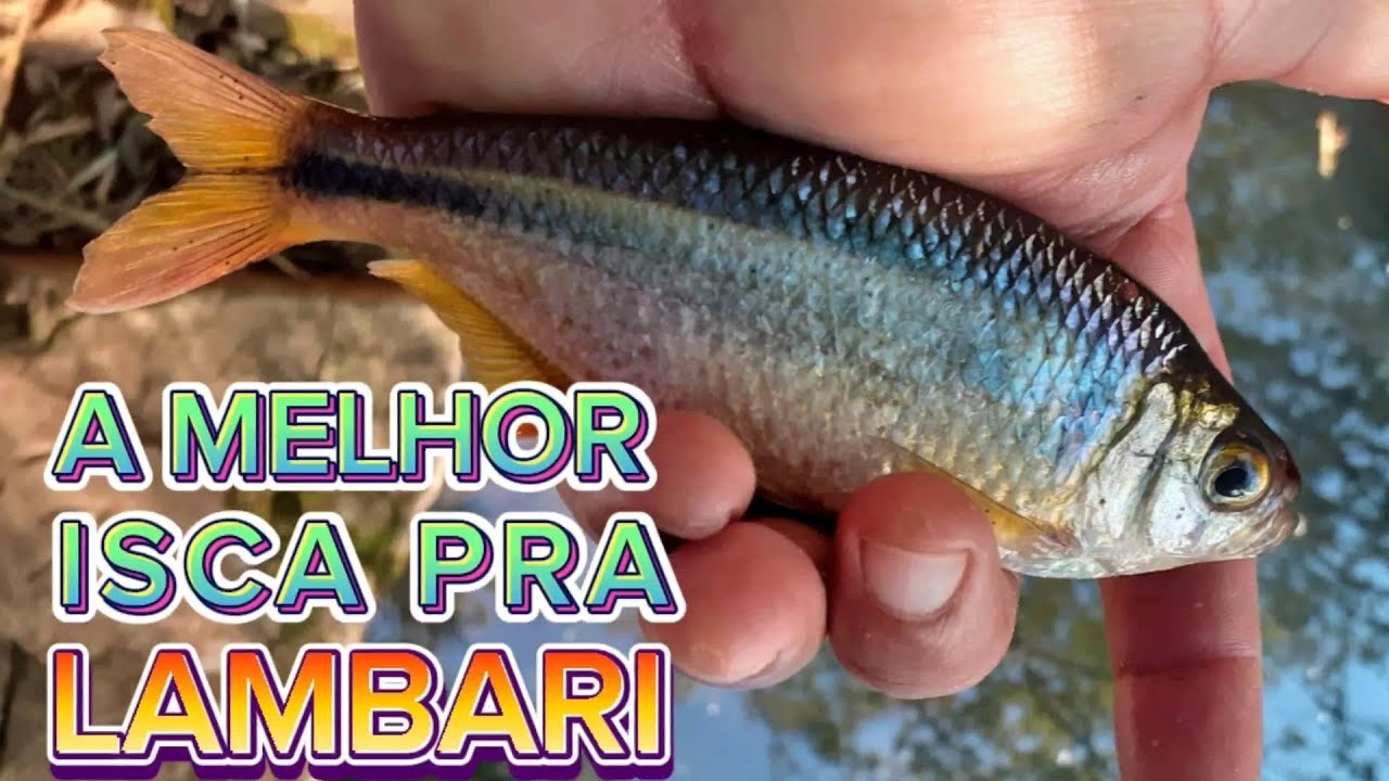 A melhor ISCA para PESCAR LAMBARI!
