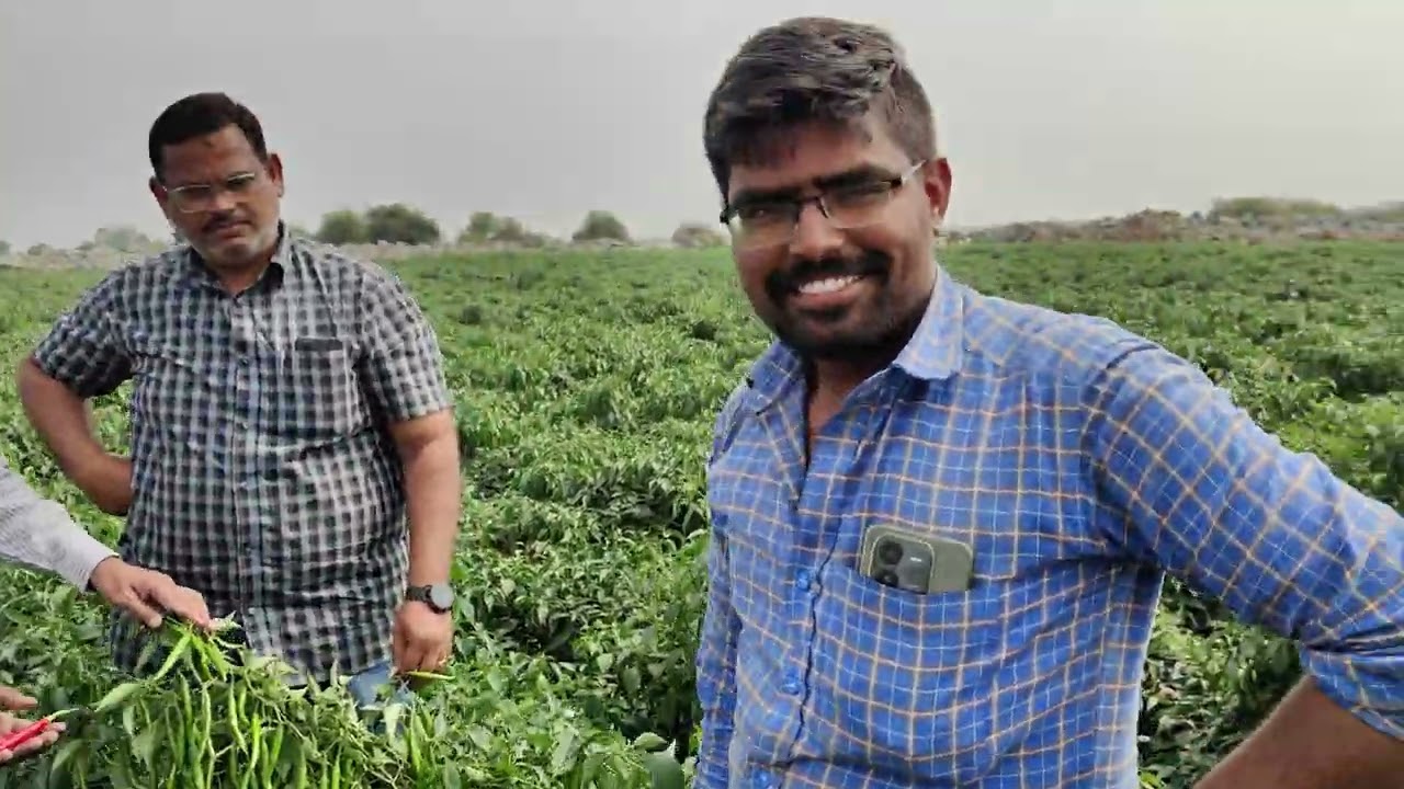 లావు మిరప రకాలలో ఇంత చిక్కటి కాపు కాసే రకం ఇది ఒక్కటే  ధన క్రాప్ సైన్స్ 