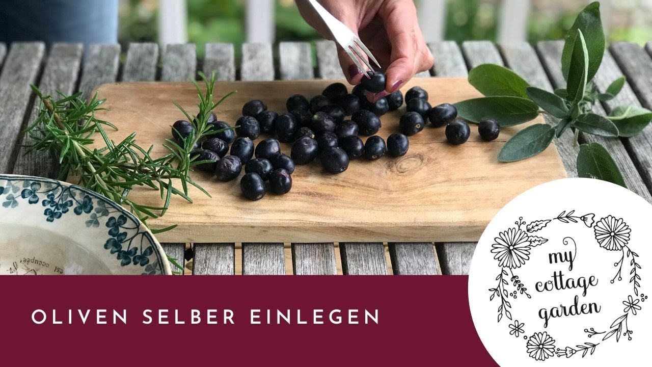 Selbstgepflückte Oliven einlegen