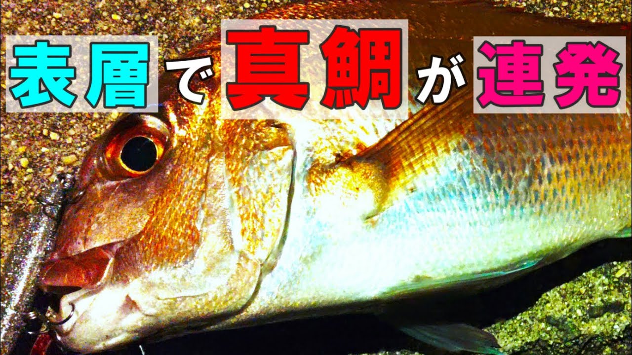表層で真鯛が連発！~真夏のシラスパターン~