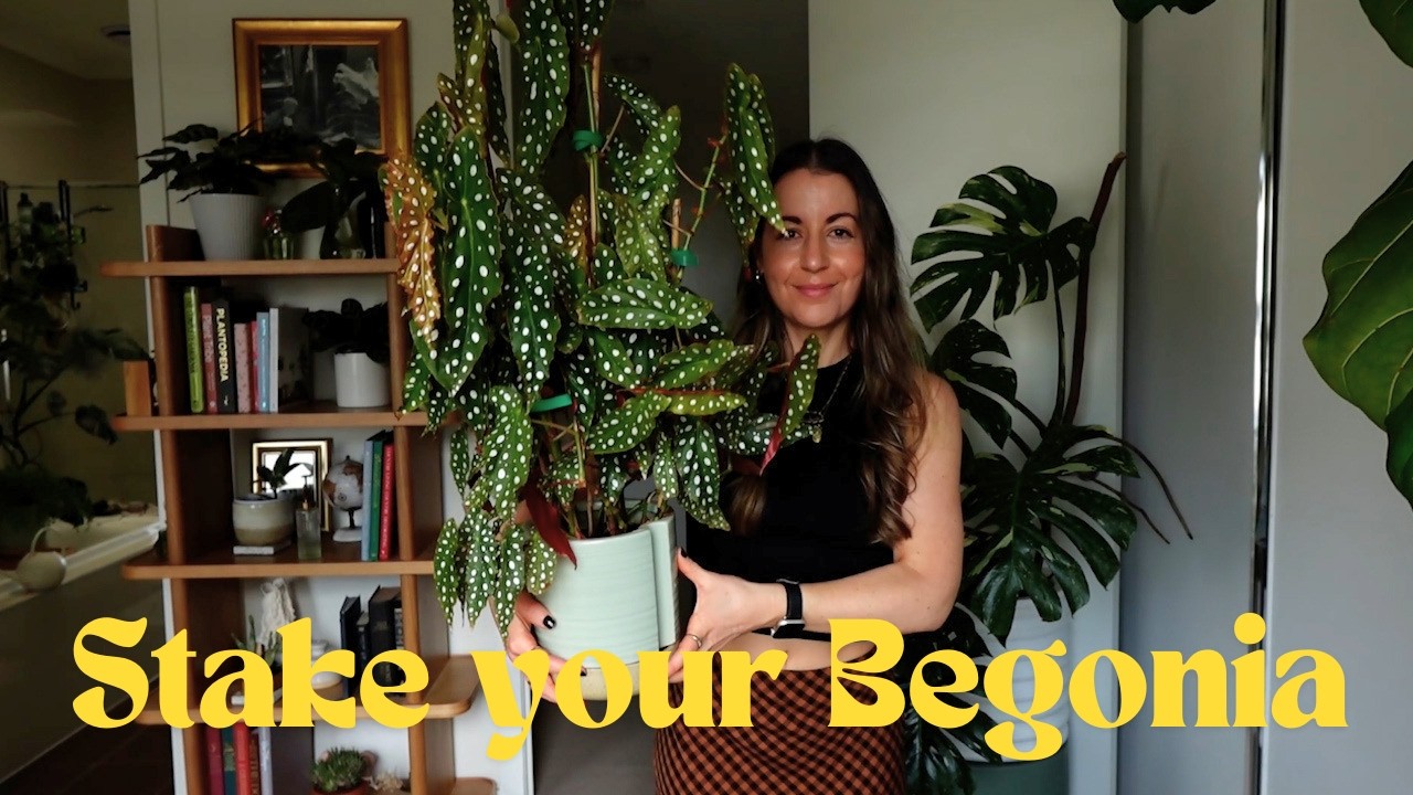Begonia Maculata Care! Staking Begonia Update | Your Guide to Polka Dot Plants #BegoniaPlant