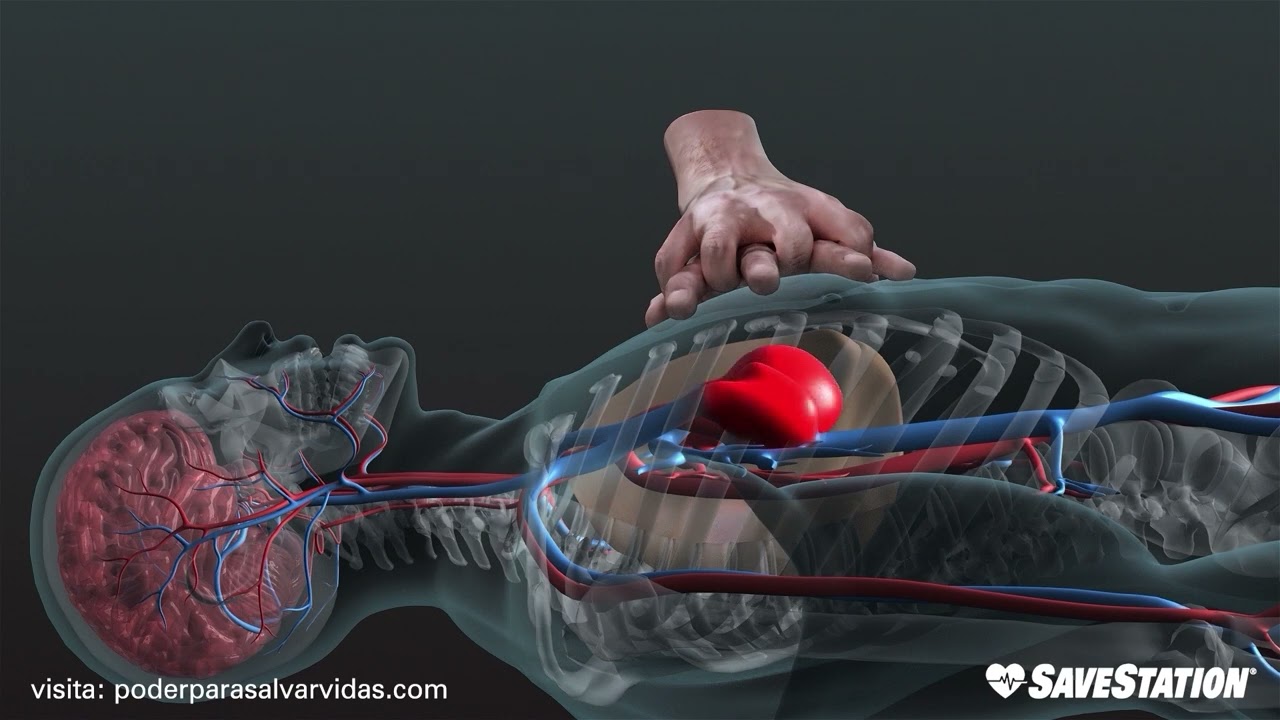 SPANISH: RCP en acción | Una mirada en 3D dentro del cuerpo