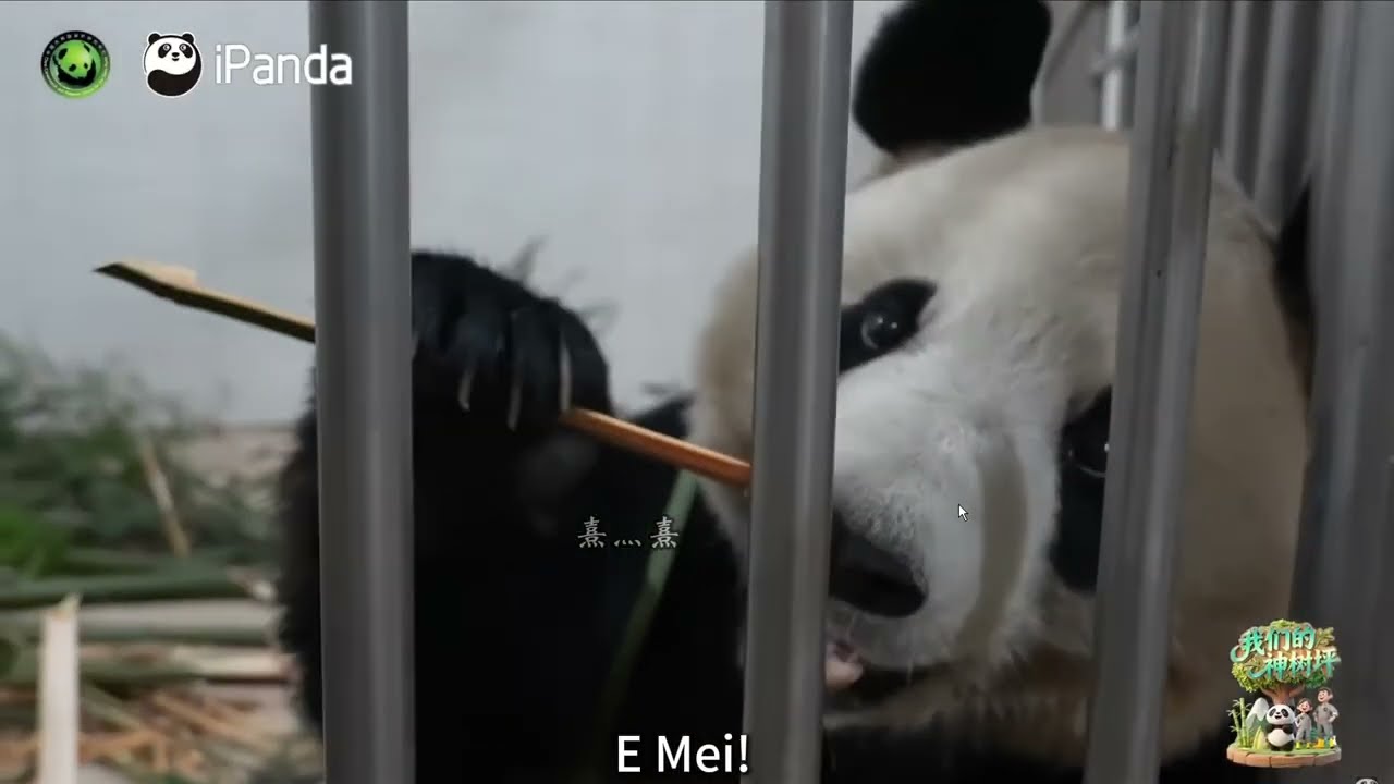 Broadcast: Pandas’ Life In Shenshuping – E Mei, Pan Qing & Beibei (Born at Smithsonian National Zoo)