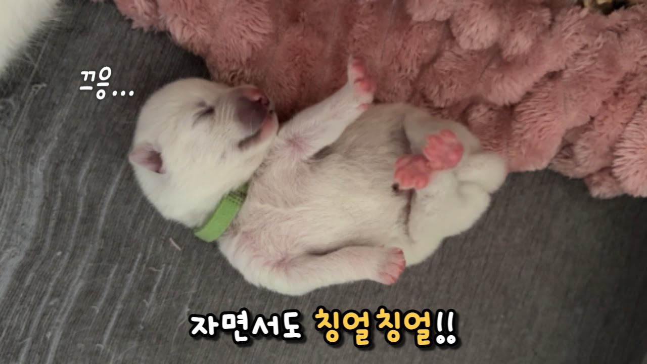 생후 7일 낮잠 자다 칭얼대는 사모스키 8남매!_꼬물이 시리즈