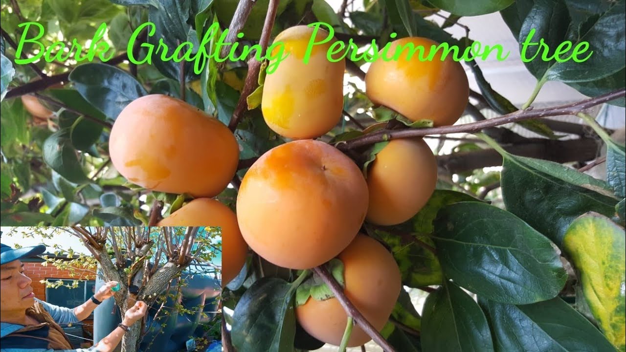 HOW TO GRAFT PERSIMMON TREE  
