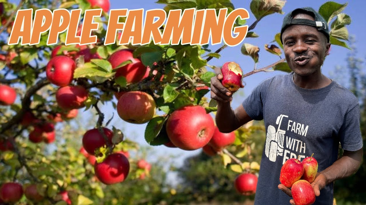 The Quest for the Perfect Apple: From Seed to Harvest