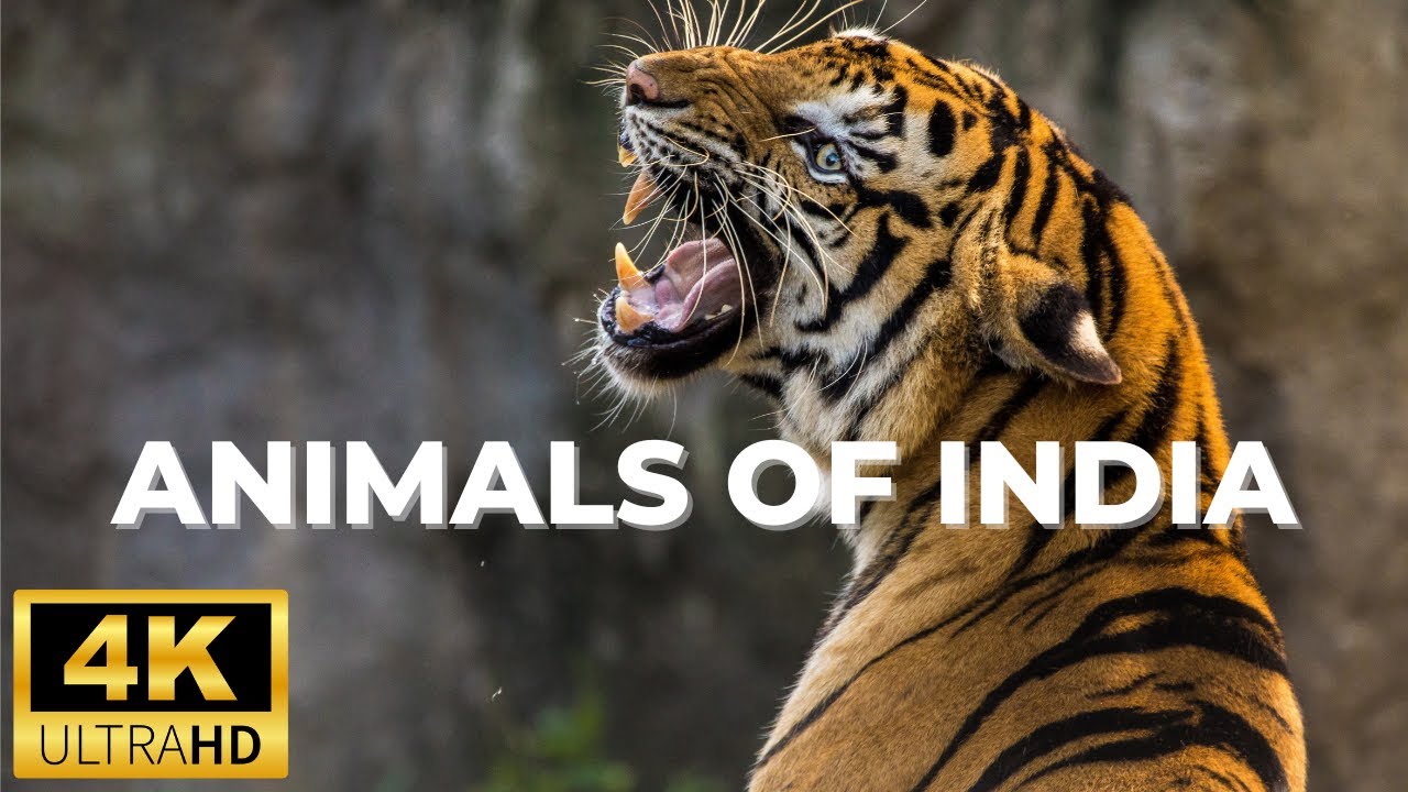 India Wildlife In 4K - Wild India 4K HDR - Indian Wildlife 4K Ultra HD