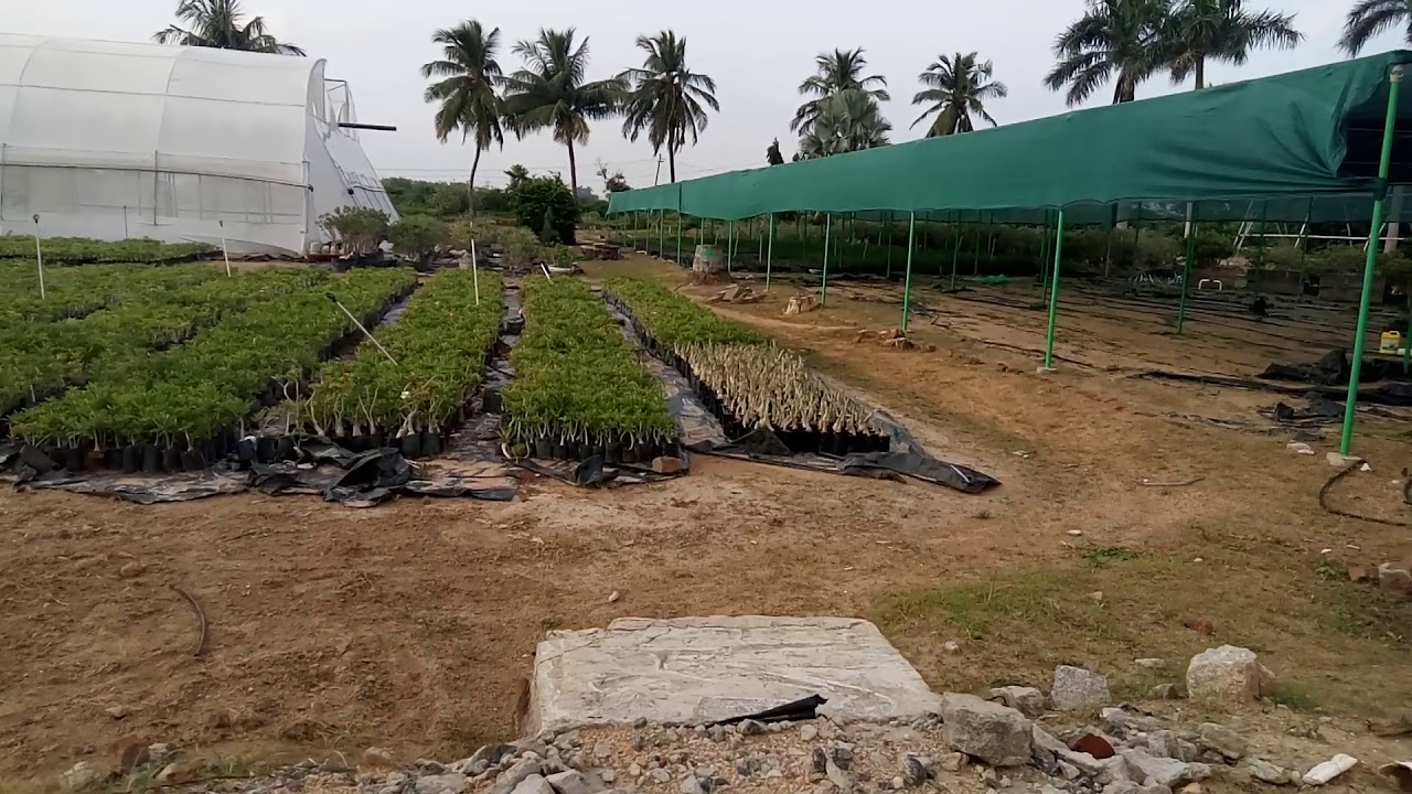 Adeniums india biggest farm india