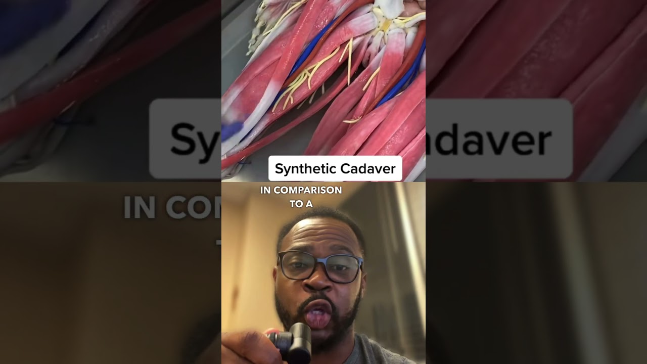 Have you ever seen this? Synthetic cadavers. #shorts #medical