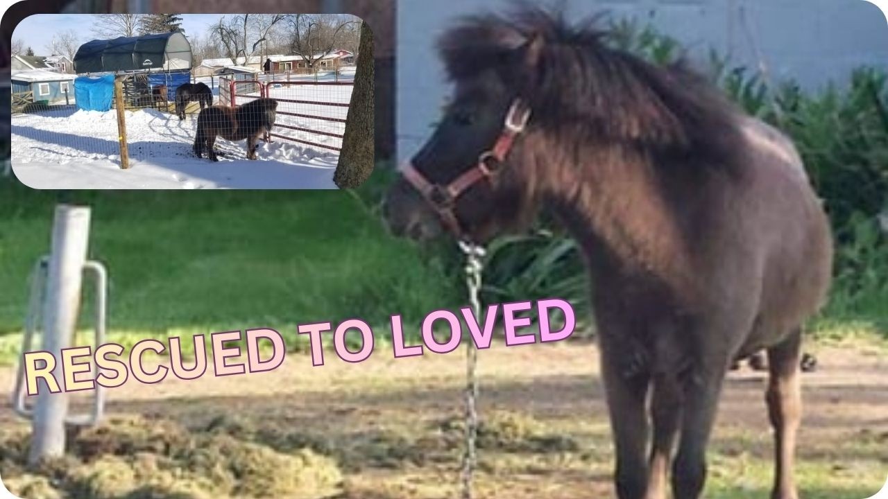 Meet Blue | A Rescue Horse’s Story