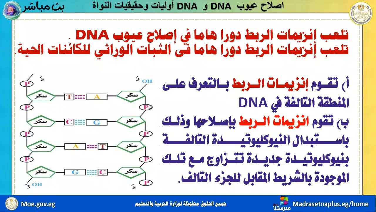 أحياء_ الصف الثالث الثانوي_الفصل الخامس الدرس الأول_ اصلاح عيوب ال DNA وDNA أولويات وحقيقيات النواة